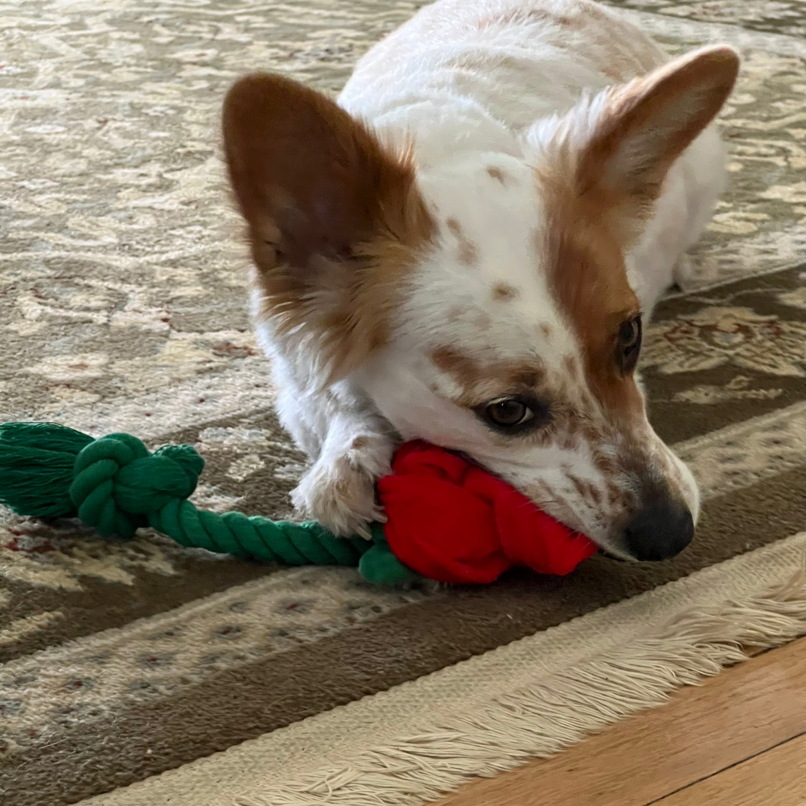 Rosebud Rope Toy