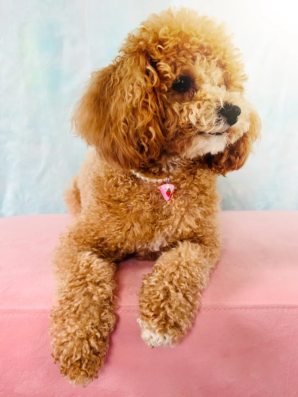 All about the latest dog food trends