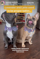 カメオレースペットチョーカー