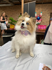 カメオレースペットチョーカー