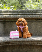 カメオレースペットチョーカー