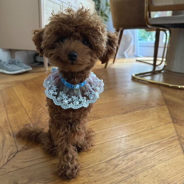 Col en dentelle à volants 