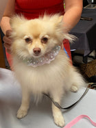 Col en dentelle à volants 