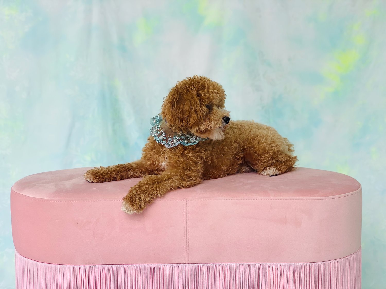 Col en dentelle à volants 