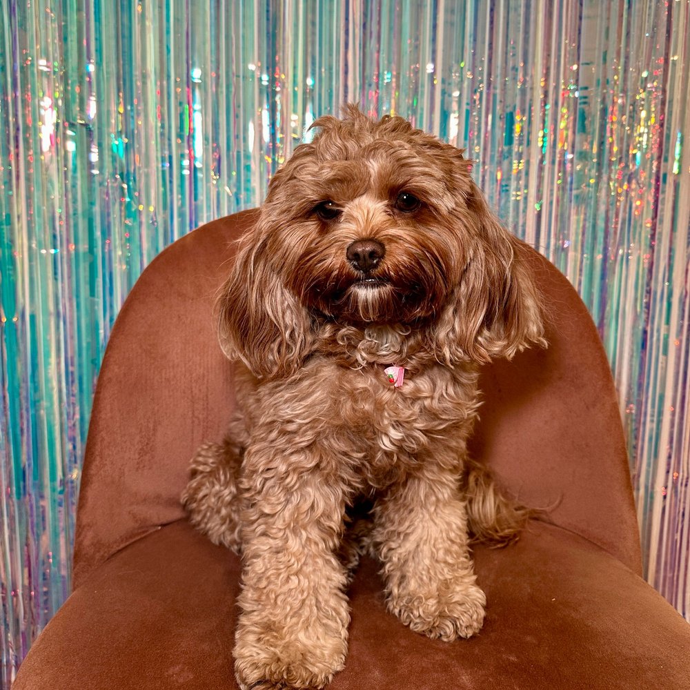 バースデーケーキペ​​ットネックレス