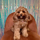 バースデーケーキペ​​ットネックレス