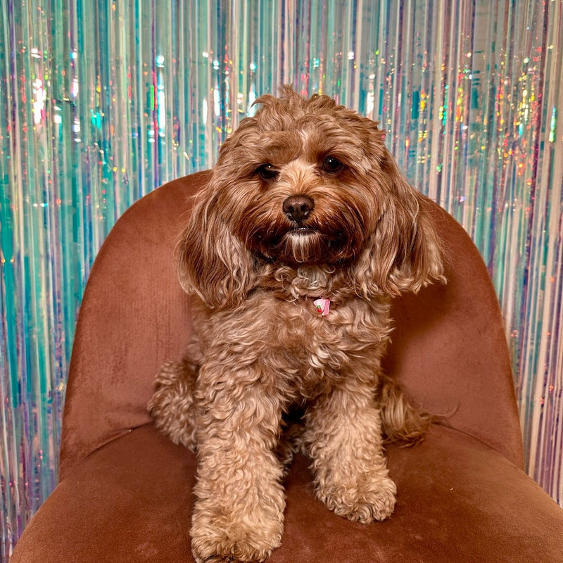 バースデーケーキペ​​ットネックレス