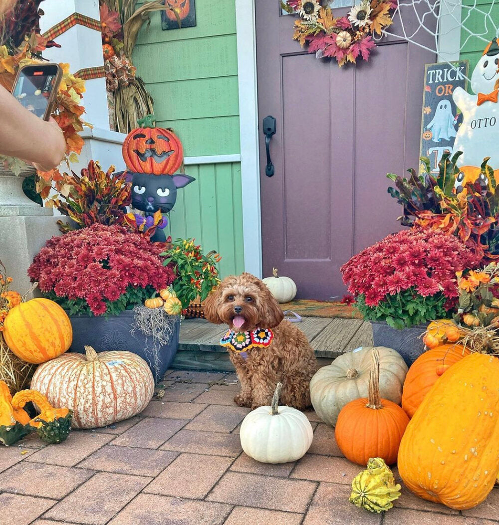 グラニーケープ