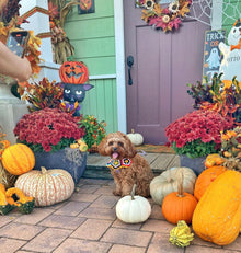 グラニーケープ