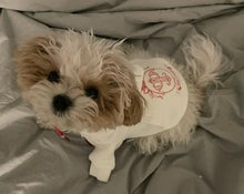 High School Merch Pet Hoodie