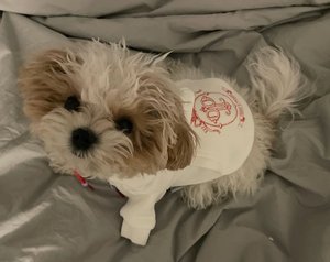 High School Merch Pet Hoodie