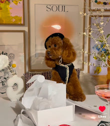 Béret pour animaux de compagnie