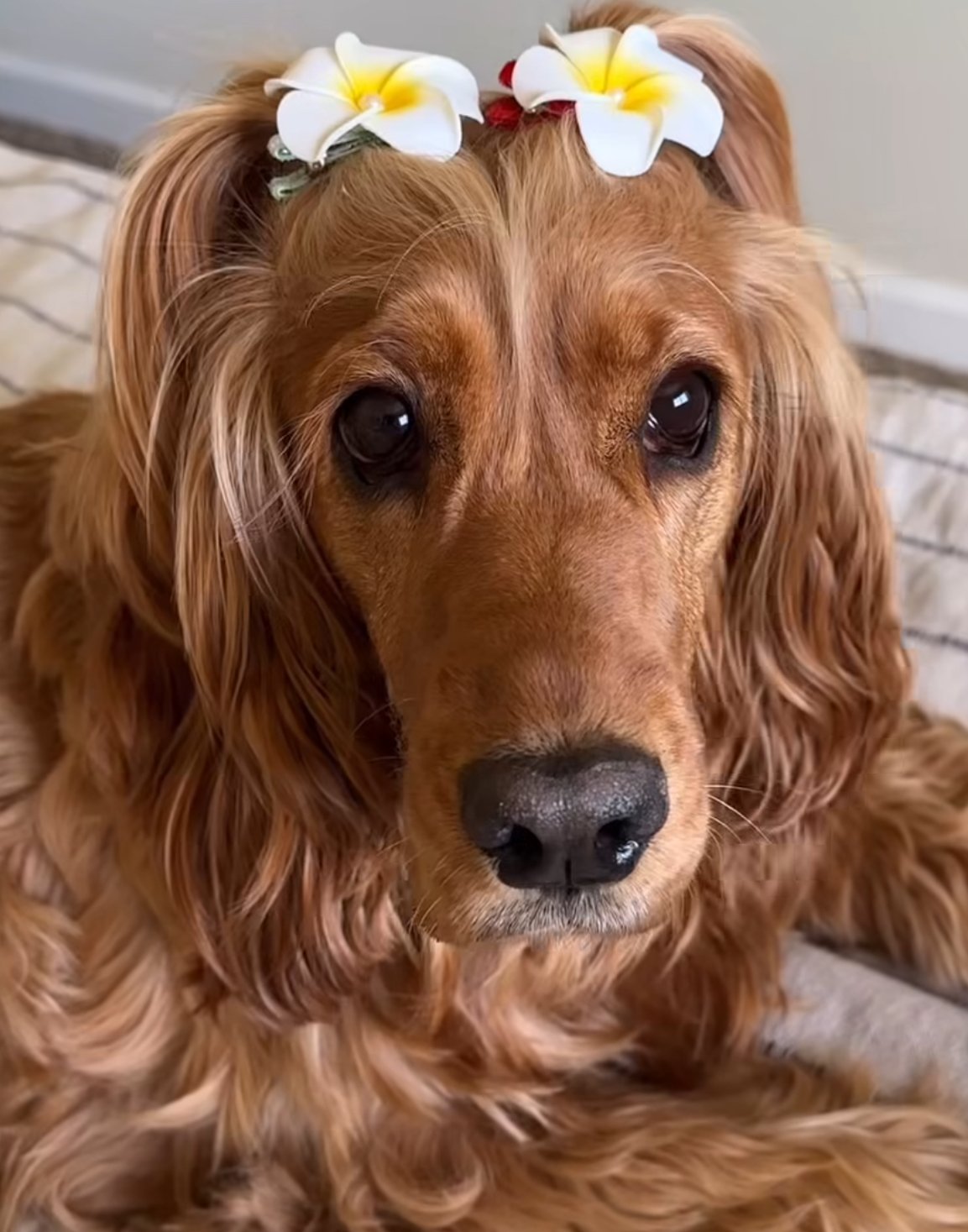 アロハ・メイン・クリップ