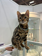 Birthstone Tennis Necklace