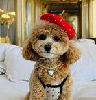 Béret pour animaux de compagnie