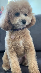 Breloque en cristal pour animaux de compagnie Good Vibes