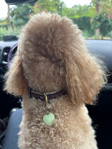 Breloque en cristal pour animaux de compagnie Good Vibes