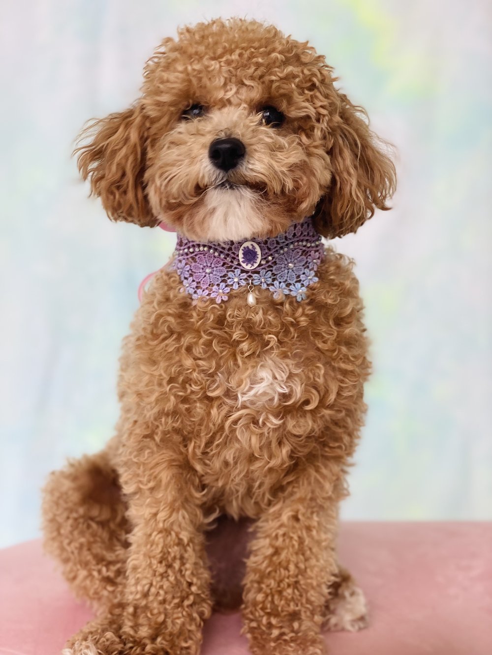 カメオレースペットチョーカー