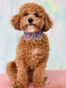 カメオレースペットチョーカー