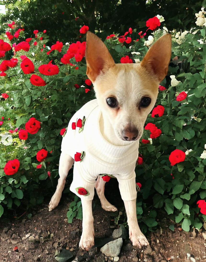 Rosebud Pet Sweater