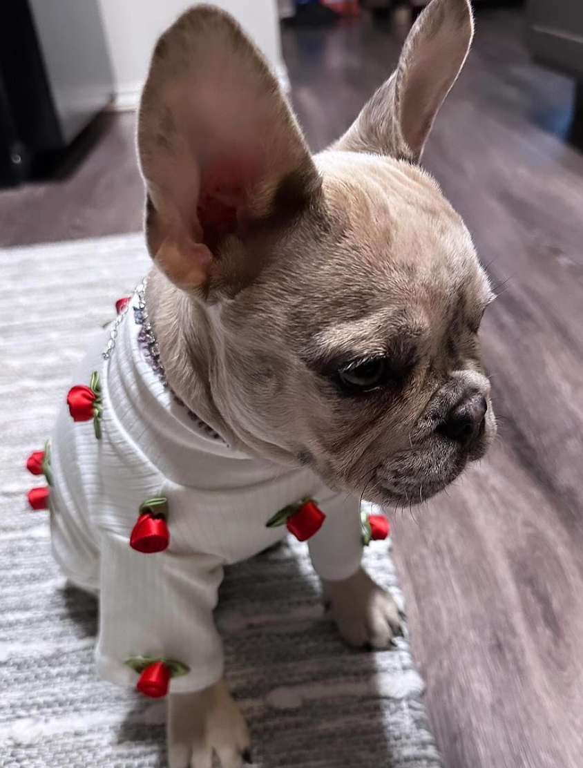 Rosebud Pet Sweater