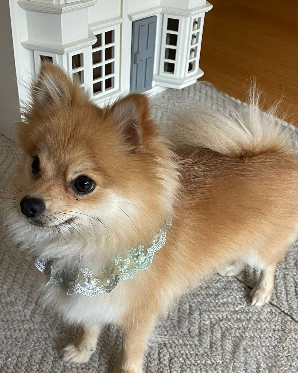 Col en dentelle à volants 