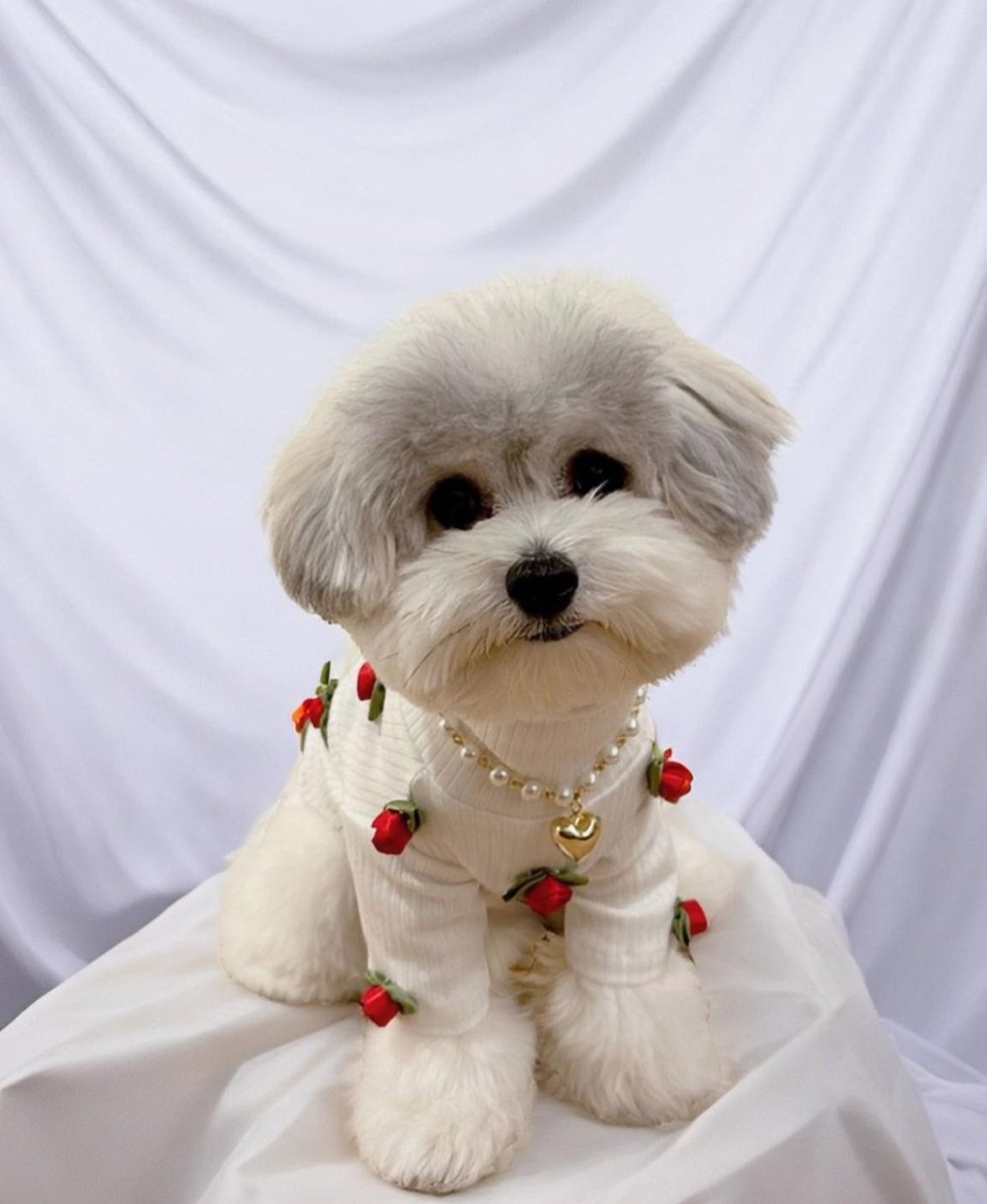 Rosebud Pet Sweater