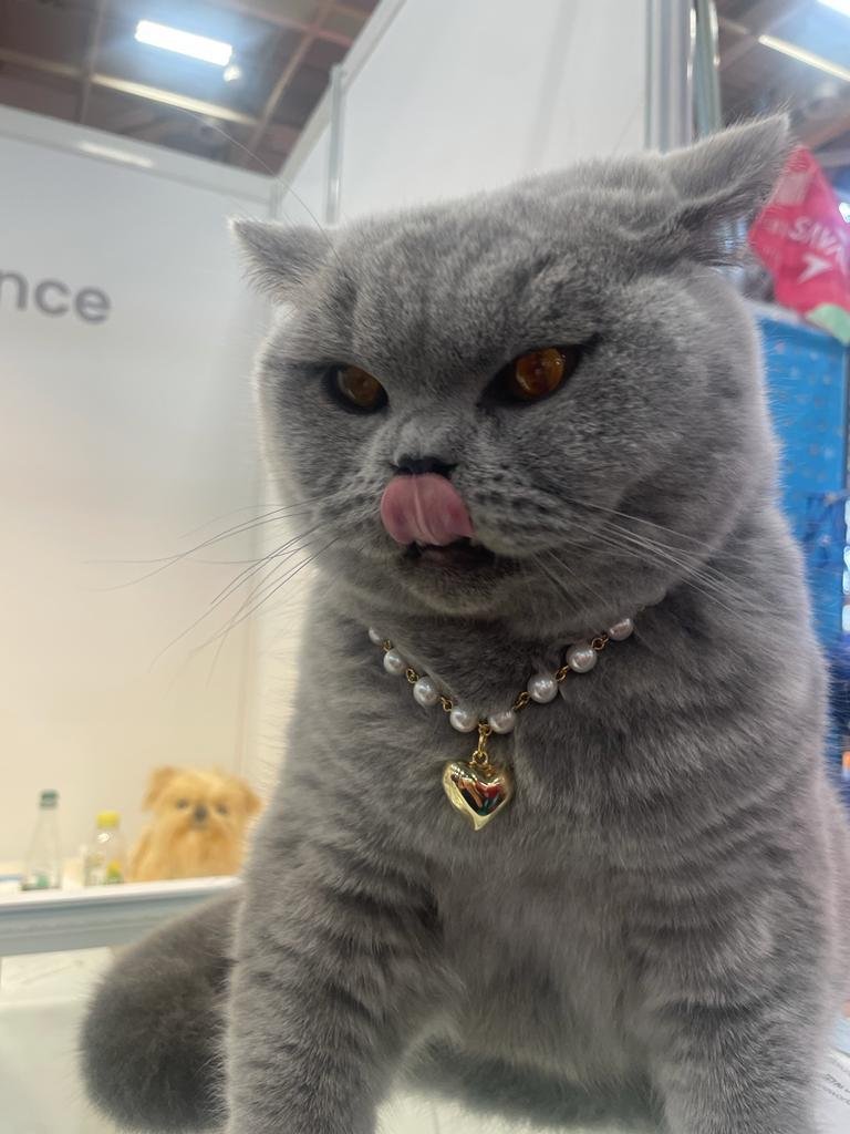 クールパールネックレス