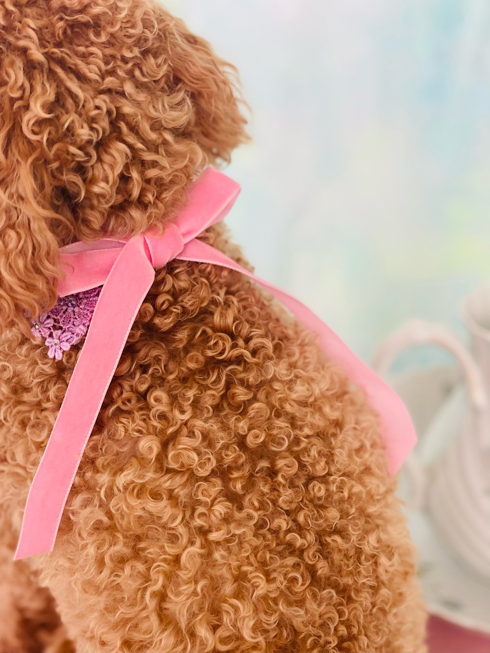 カメオレースペットチョーカー