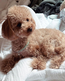 Birthstone Tennis Necklace