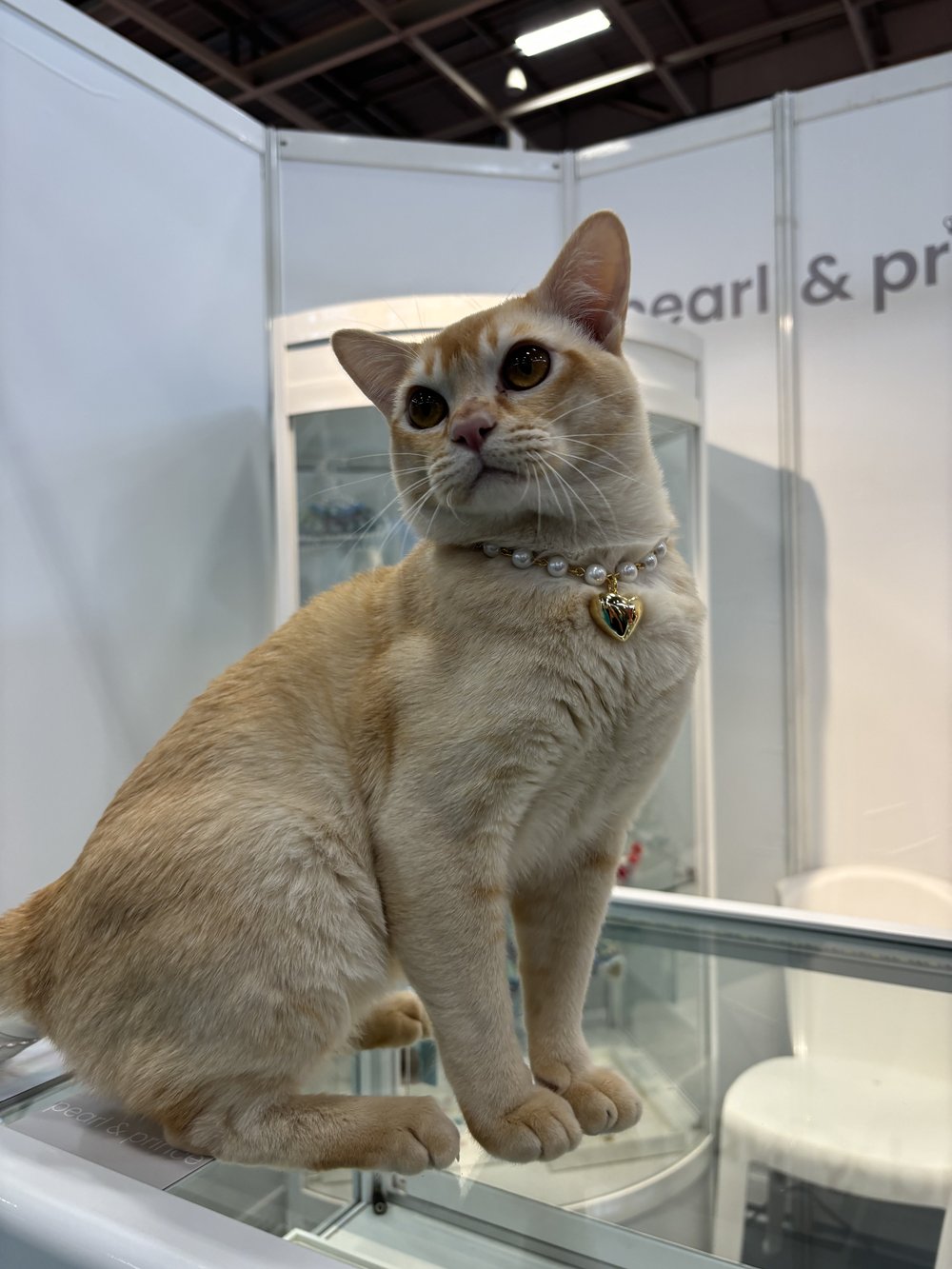 クールパールネックレス