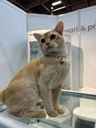 クールパールネックレス